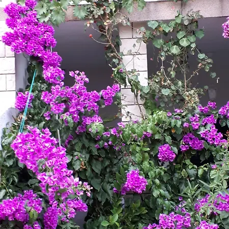 Mirjana Apartment Vodice